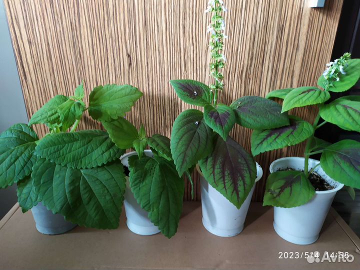 Колеус. Лимон