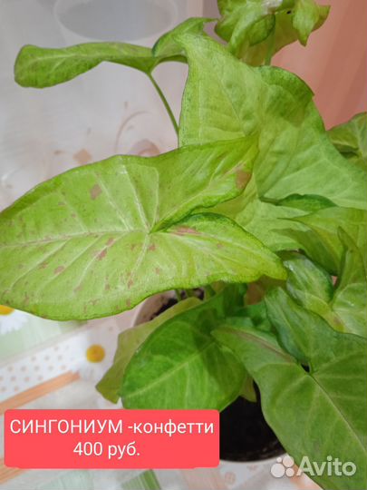 Комнатные цветы