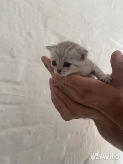 Шотландская котята