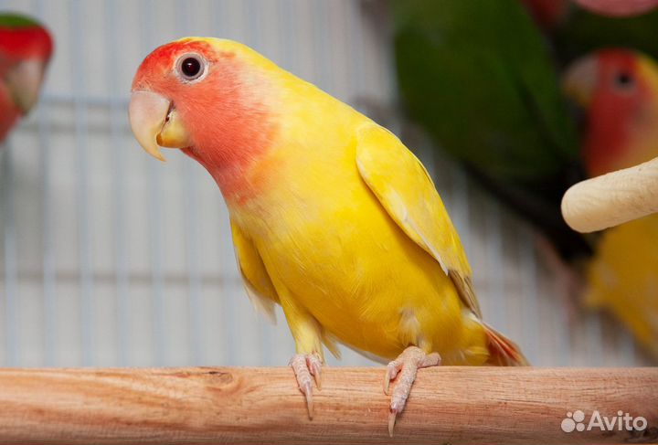 Неразлучники птенцы разного окраса