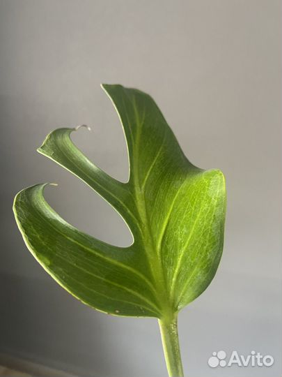 Монстера burle marx flame