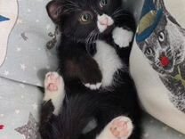 Чёрно-белый, маркизный котенок бесплатно