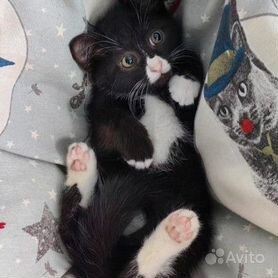 Чёрно-белый, маркизный котенок бесплатно