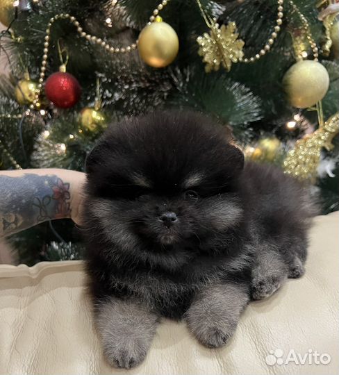 Щенки померанского шпица