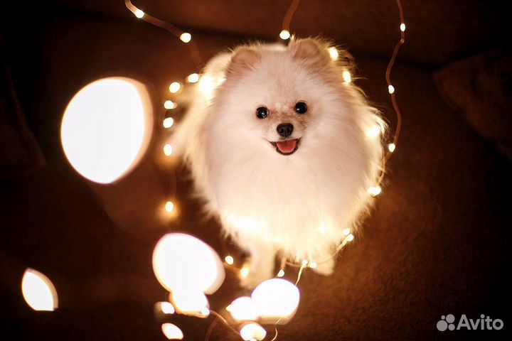 Декорашки и остальные клуб скор Оренбург