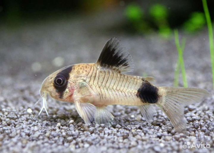 Сомик коридорас панда рыбки донные