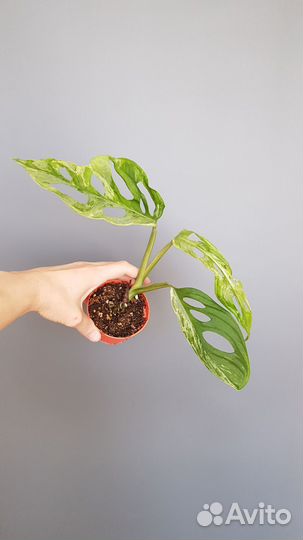 Монстера адансона индо минт