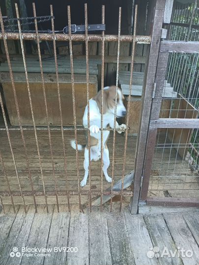 Эстонская гончая