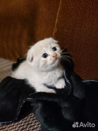 Котик вислоухий