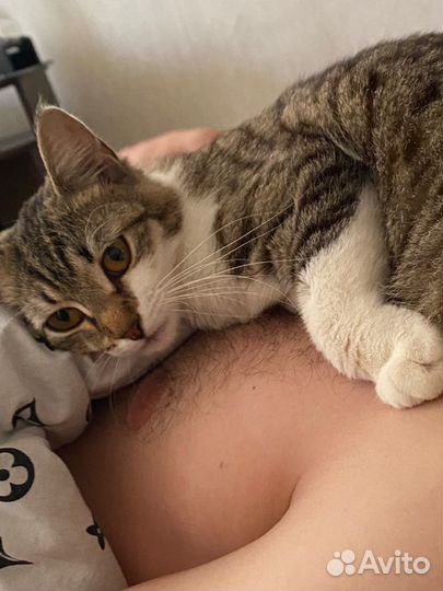 Кошка подросток