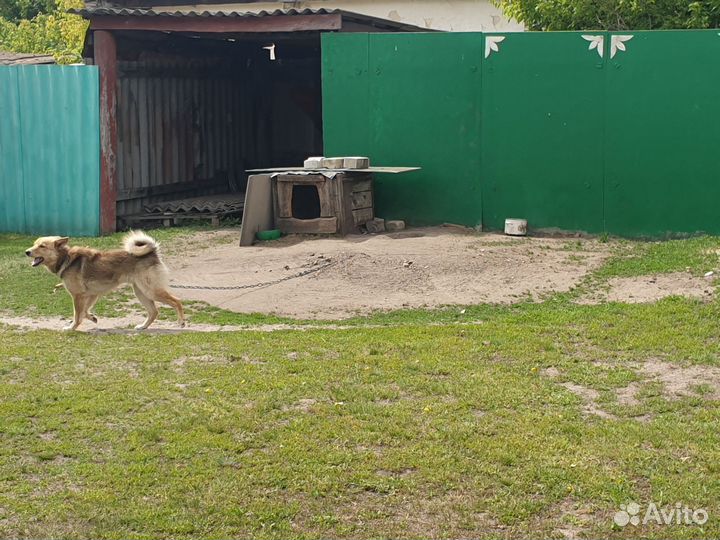 Собака в добрые руки бесплатно