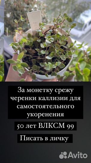 Комнатные цветы