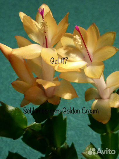 Сортовые шлюмбергера, декабрист