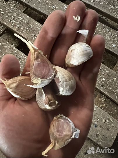 Семенной озимый чеснок Любаша, Богатырь. Семена