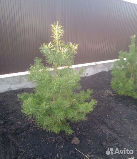 Сосна саженец