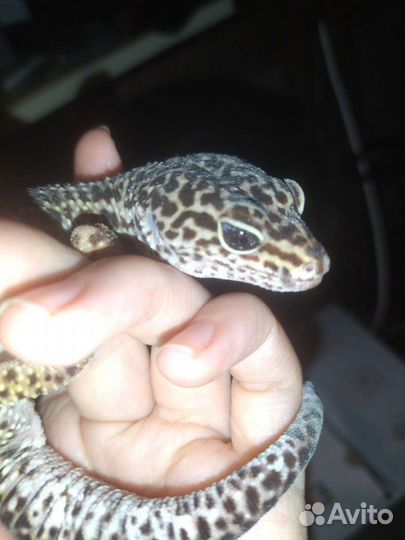 Передержка, Зоо курьер