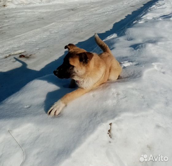 Собака в добрые руки