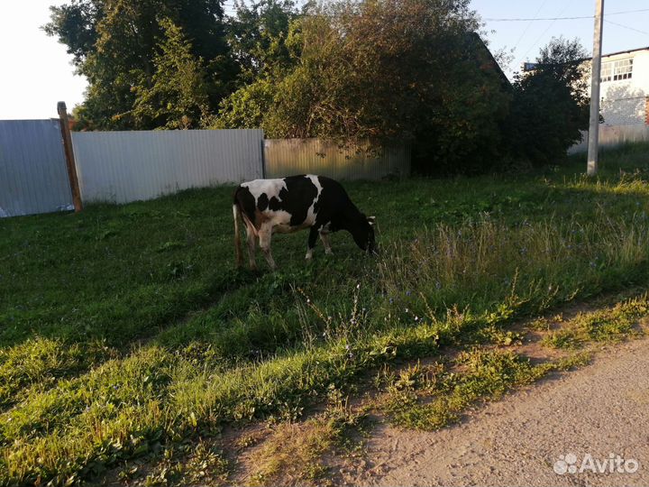 Корова дойная