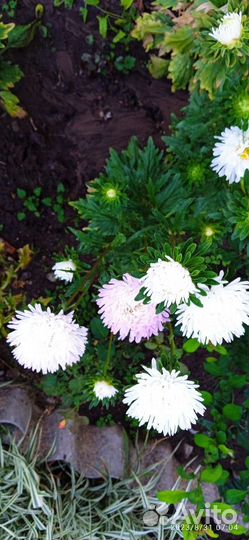 Астры, цинии - на срез