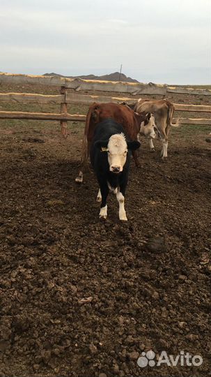 Телки 7-8 месяцев