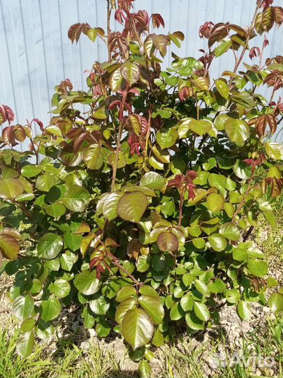 Цветущие кустарники