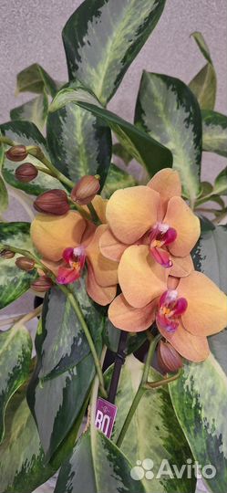 Орхидея Фаленопсис Амаретто. Арома