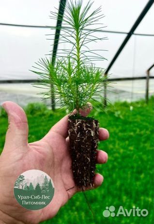 Сосна зкс окс сеянцы Ель Лиственница Голуб Горная