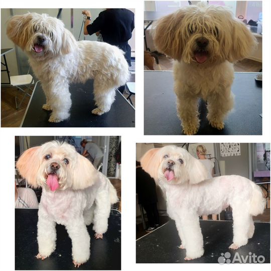 Груминг/стрижка собак и кошек