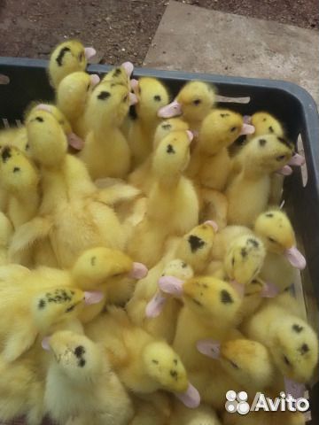 Гусята.утята.муларды