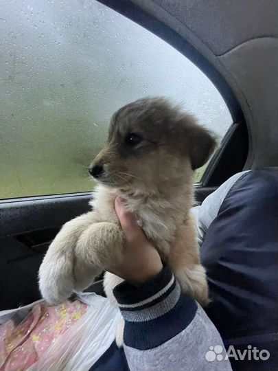 Щенки в добрые руки