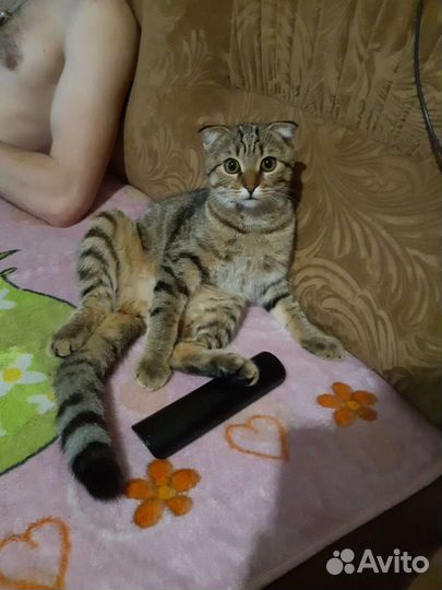 Передержка животных