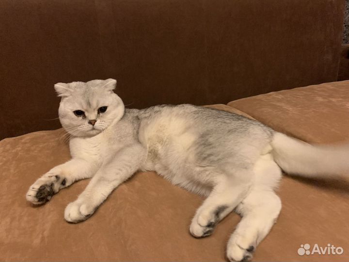 Вязка с котом