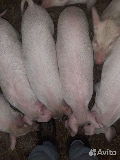 Поросята