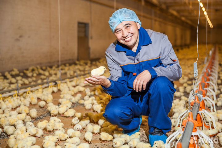 Вахта птицевод на птицефабрику /жилье и питание