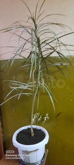 Комната 17,3 м² в 1-к., 2/5 эт.