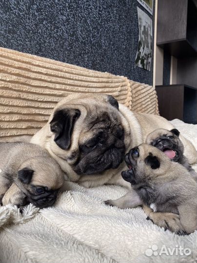 Щенки мопса