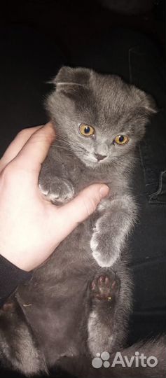 Британские котята