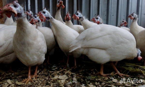 Инкубационное яйцо цесарки