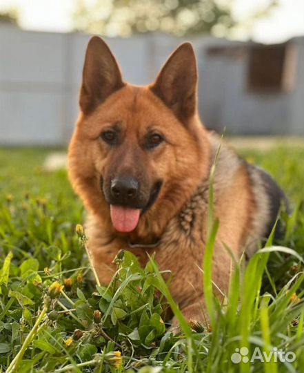 Немецкая овчарка в добрые руки