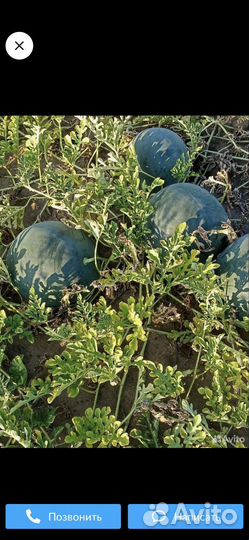 Арбуз икар,русская березка и тыква гитара