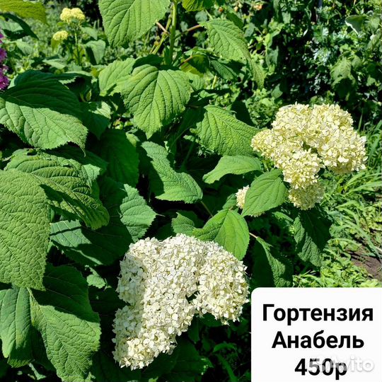Цветы для сада
