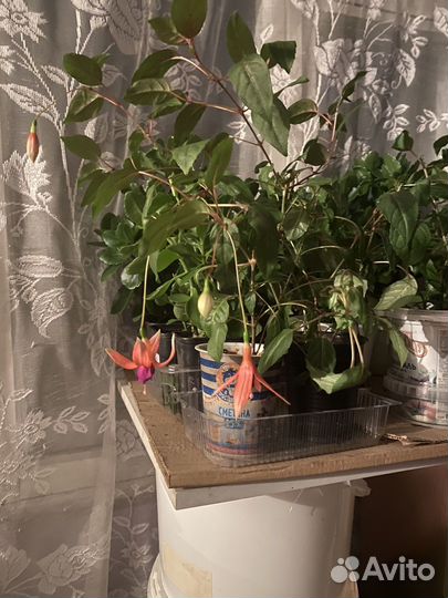 Комнатные цветы
