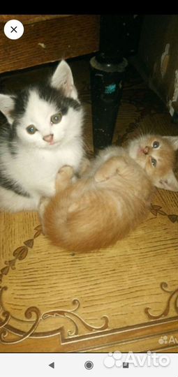 Британские котята