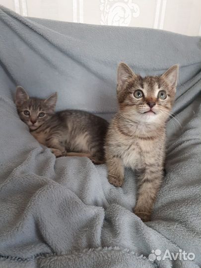 Отдам 2 котенка в хорошие руки