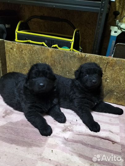 Щенки чёрной немецкой длинношёрстный овчарки