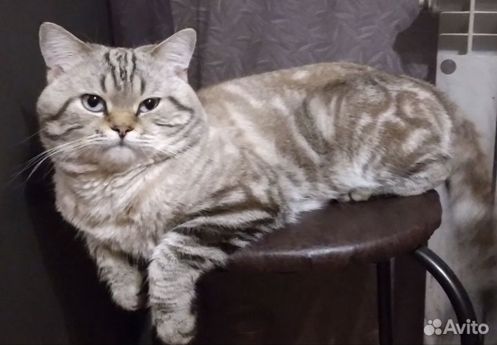 Очаровательный шотландец вязка