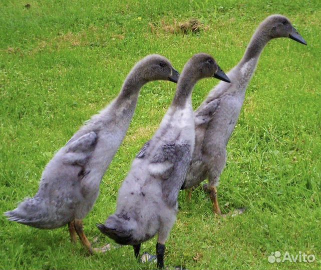 Утка индийский бегунок