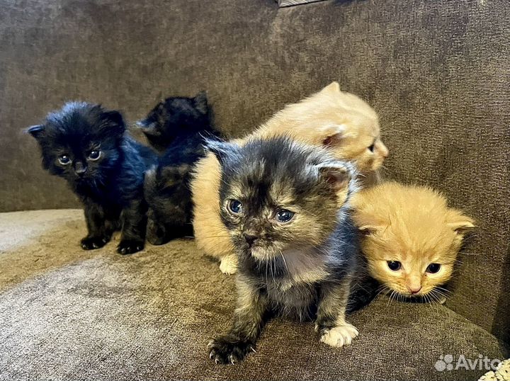 Котята в добрые руки даром