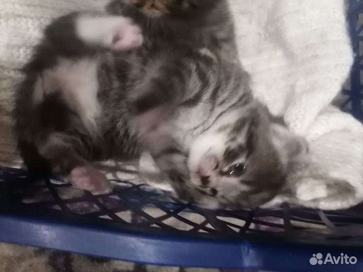 Котята в дар