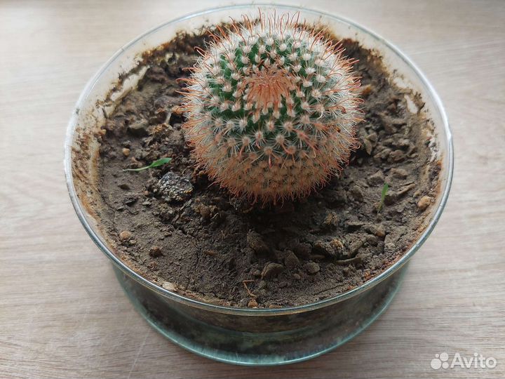 Кактус цветущий